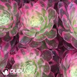 21pcsAeonium Half Sugar Variegated