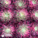 21pcsAeonium Half Sugar Variegated - Image 2