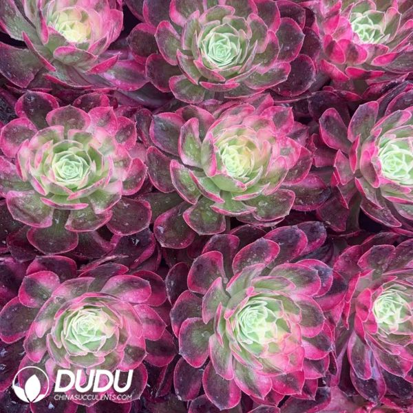 21pcsAeonium Half Sugar Variegated - Image 2