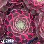 21 pcs Aeonium Pink Flower Demon Variegated Seedlings
