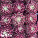 21 pcs Aeonium Pink Flower Demon Variegated Seedlings - Image 2