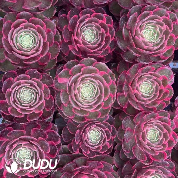 21 pcs Aeonium Pink Flower Demon Variegated Seedlings - Image 2