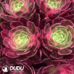 50 pcs Aeonium Pure Heart Variegated Seedlings