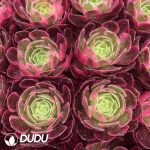 50 pcs Aeonium Pure Heart Variegated Seedlings - Image 2