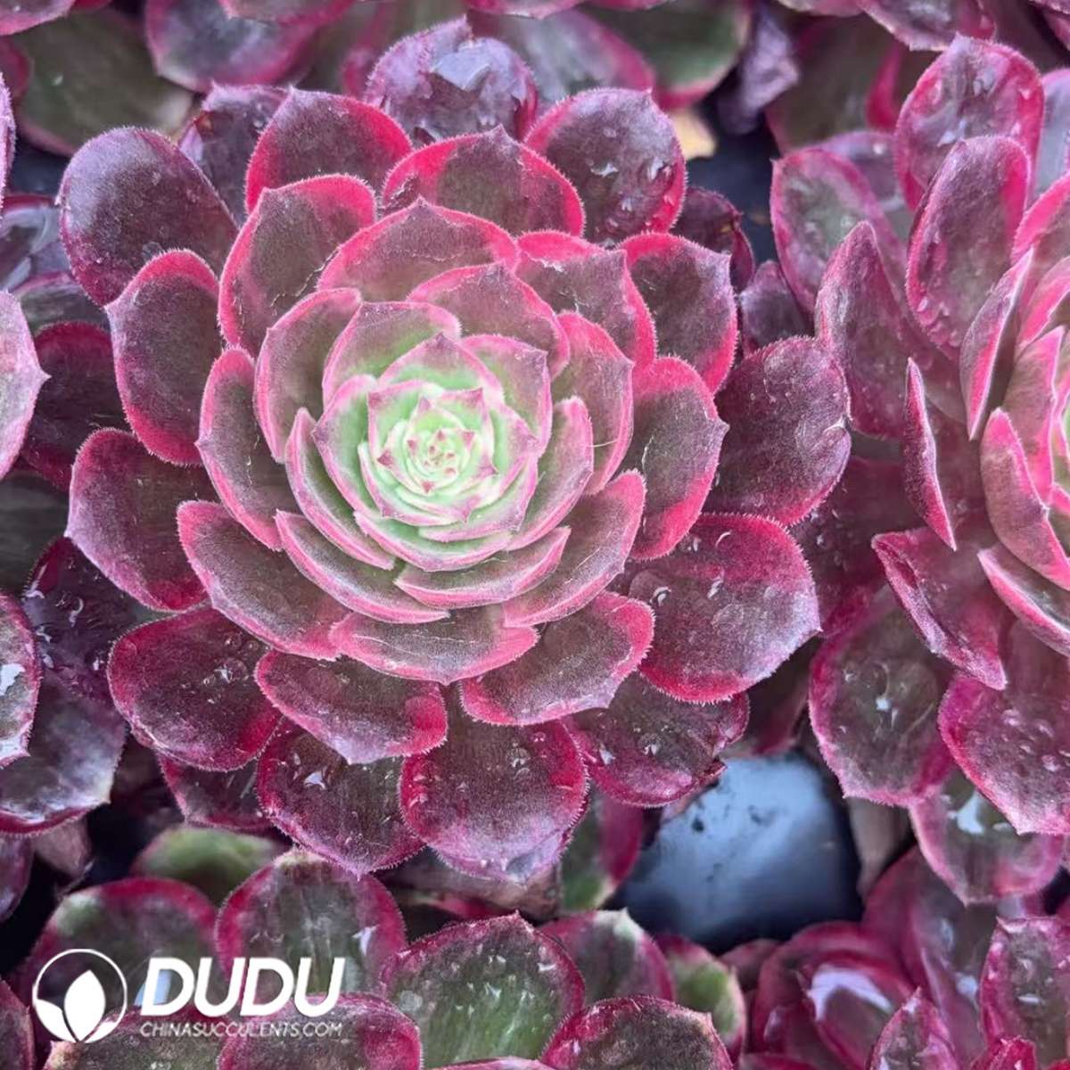 09423D65201.jpg 21pcs Aeonium Moonlight Variegated Seedlings - Image 1