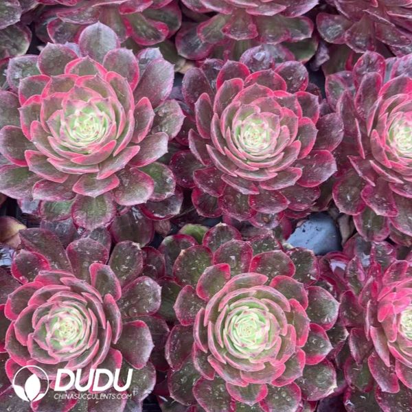 21pcs Aeonium Moonlight Variegated Seedlings - Image 2