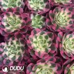 32pcs Aeonium Rouge Water Powder Variegated Seedlings