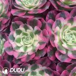 32pcs Aeonium Rouge Water Powder Variegated Seedlings - Image 2