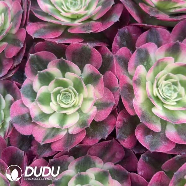 32pcs Aeonium Rouge Water Powder Variegated Seedlings - Image 2