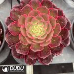 Aeonium Peach Blossom Bay Variegated