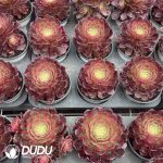 Aeonium Peach Blossom Bay Variegated - Image 2