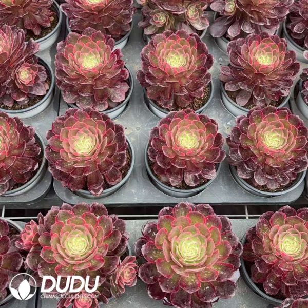 Aeonium Peach Blossom Bay Variegated - Image 2