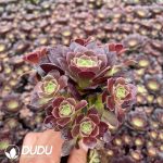 32pcs Aeonium Vibrant Autumn Color Clustering Seedlings