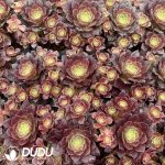 32pcs Aeonium Vibrant Autumn Color Clustering Seedlings - Image 2