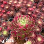 32pcs Aeonium Peacock Feather Variegated Seedlings