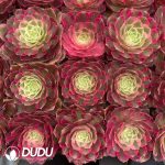 32pcs Aeonium Peacock Feather Variegated Seedlings - Image 2
