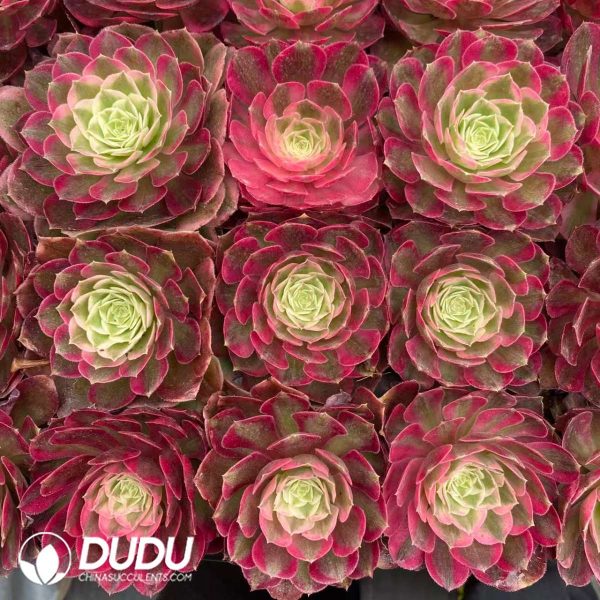 32pcs Aeonium Peacock Feather Variegated Seedlings - Image 2