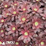 32pcs Aeonium Evil Eyes Seedlings