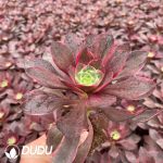 32pcs Aeonium Evil Eyes Seedlings - Image 2