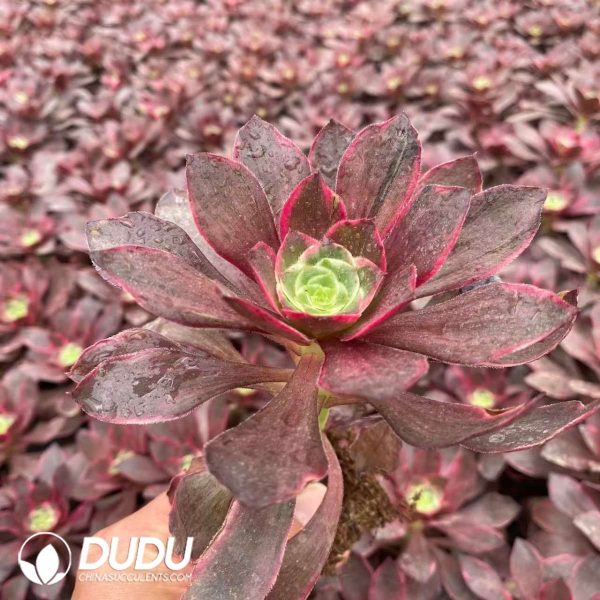 32pcs Aeonium Evil Eyes Seedlings - Image 2