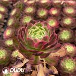 32pcs Aeonium Sea Fairy Variegated Seedlings