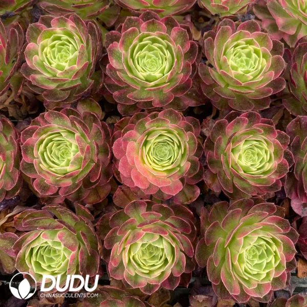 32pcs Aeonium Sea Fairy Variegated Seedlings - Image 2