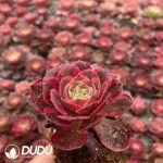 32pcs Aeonium Carat Lover Variegated Seedlings