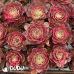 32pcs Aeonium Carat Lover Variegated Seedlings - Image 2