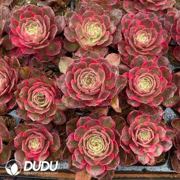 32pcs Aeonium Carat Lover Variegated Seedlings - Image 2
