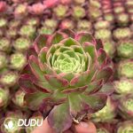32pcs Aeonium Aquaman Variegated Seedlings