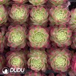 32pcs Aeonium Aquaman Variegated Seedlings - Image 2