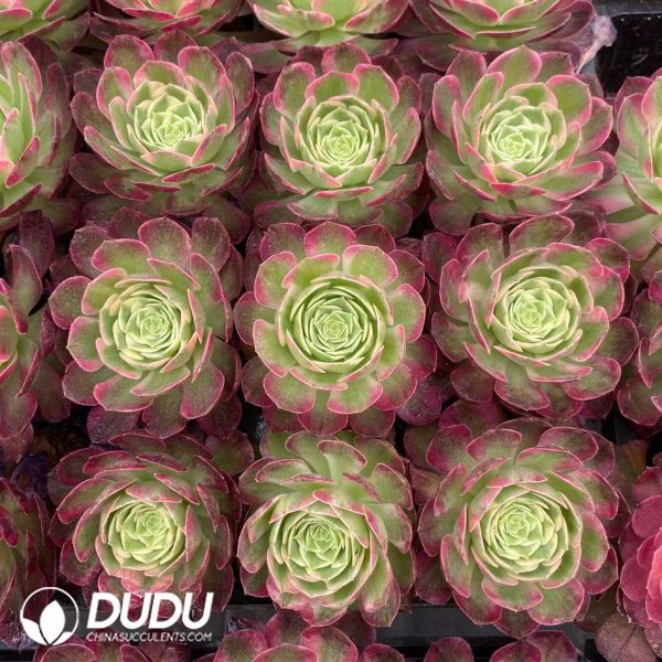 32pcs Aeonium Aquaman Variegated Seedlings - Image 2