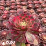 21pcs Aeonium Peach Blossom Bay Variegated Seedlings
