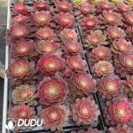 21pcs Aeonium Peach Blossom Bay Variegated Seedlings - Image 2