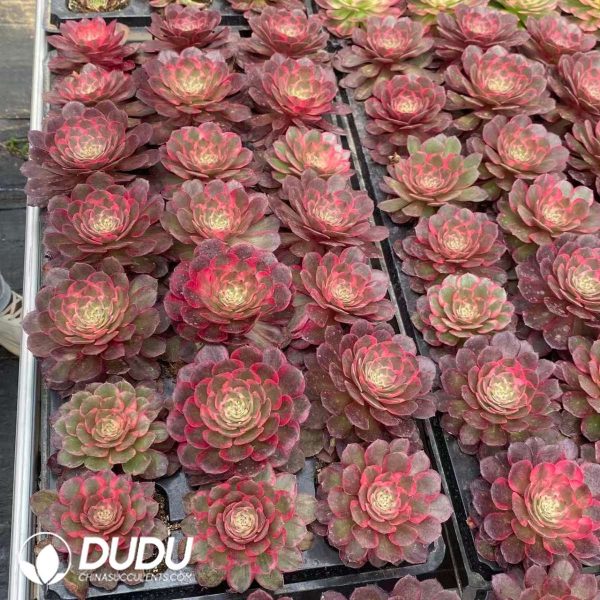 21pcs Aeonium Peach Blossom Bay Variegated Seedlings - Image 2