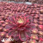 32pcs Aeonium Black Devil Variegated Seedlings