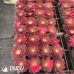 32pcs Aeonium Black Devil Variegated Seedlings - Image 2