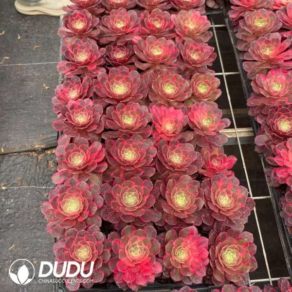 32pcs Aeonium Black Devil Variegated Seedlings - Image 2
