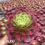 32pcs Aeonium Water Moon Variegated Seedlings