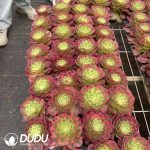32pcs Aeonium Water Moon Variegated Seedlings - Image 2