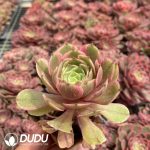 32pcs Aeonium Pink Crown Variegated Seedlings