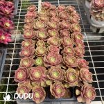 32pcs Aeonium Pink Crown Variegated Seedlings - Image 2