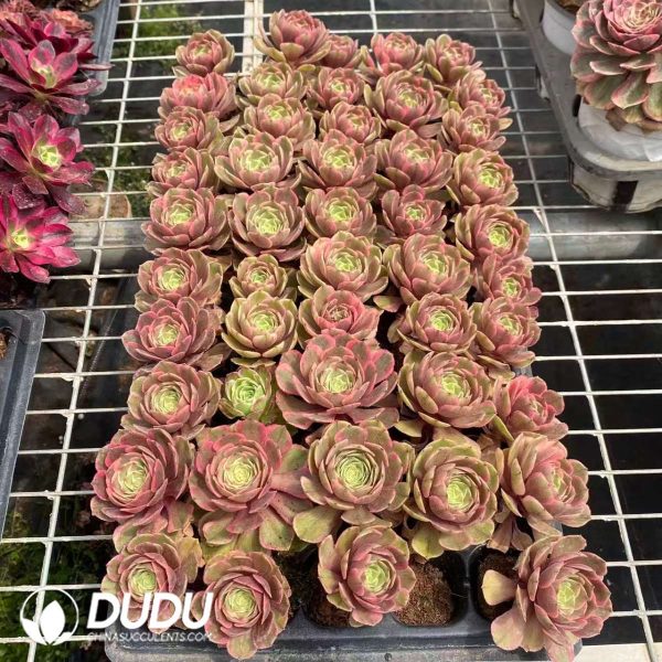 32pcs Aeonium Pink Crown Variegated Seedlings - Image 2