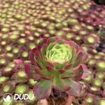 32pcs Aeonium Water Moon Variegated Seedlings