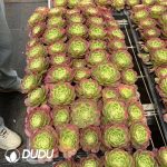 32pcs Aeonium Water Moon Variegated Seedlings - Image 2