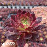 50pcs Aeonium Magic Pill Variegated Seedlings