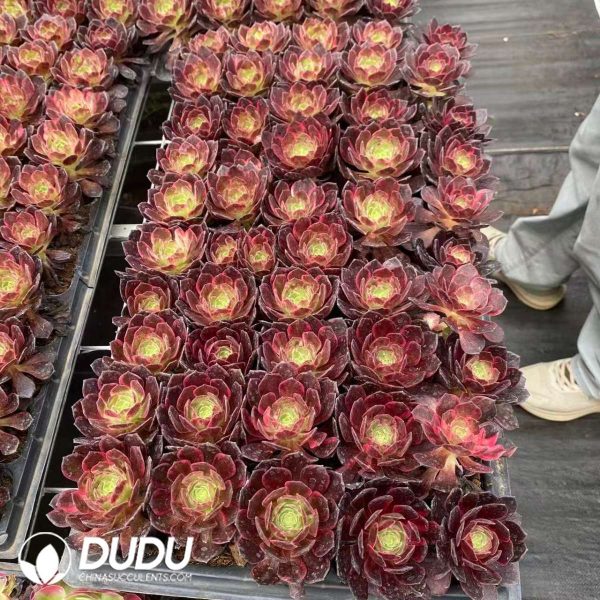 50pcs Aeonium Magic Pill Variegated Seedlings - Image 2