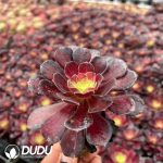 32pcs Aeonium Man Jiang Hong Variegated Seedlings