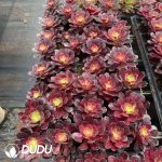32pcs Aeonium Man Jiang Hong Variegated Seedlings - Image 2