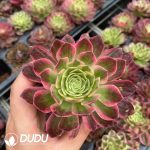 21pcs Aeonium Count's Hero Variegated Seedlings